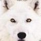 Wulf - HTML5 Games